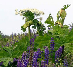 Russian hogweed soup