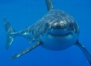 facts about sharks