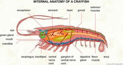 where is the heart of the shrimp