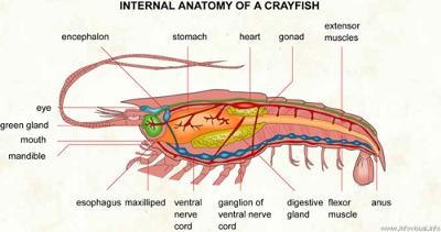 interesting facts about shiripm anatomy