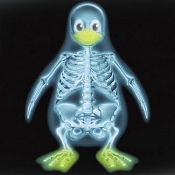 X-Ray Camera Facts