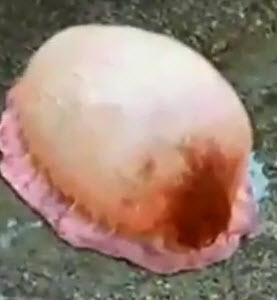 Strange Jellyfish creature