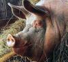 10 most famous pigs in the History
