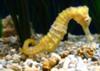 Seahorses facts