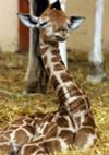 Interesting facts about baby giraffe