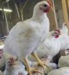 Interesting facts about Chickens