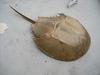 horseshoe crab