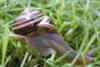 Interesting facts about Snails