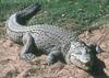 Interesting facts about crocodile`s meat