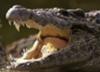 Interesting facts about Crocodiles