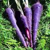 Interesting facts about Purple Carrots