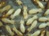 Interesting Facts about Food, Termites