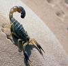 Scorpion in Sahara Desert