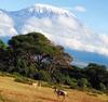 The top of Kilimanjaro covered with snow rises over a valley