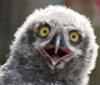 Funny Owl