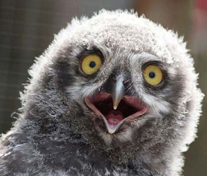 Funny Owl