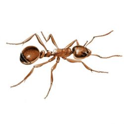 10 Amazing Ant Facts You Didn't Know