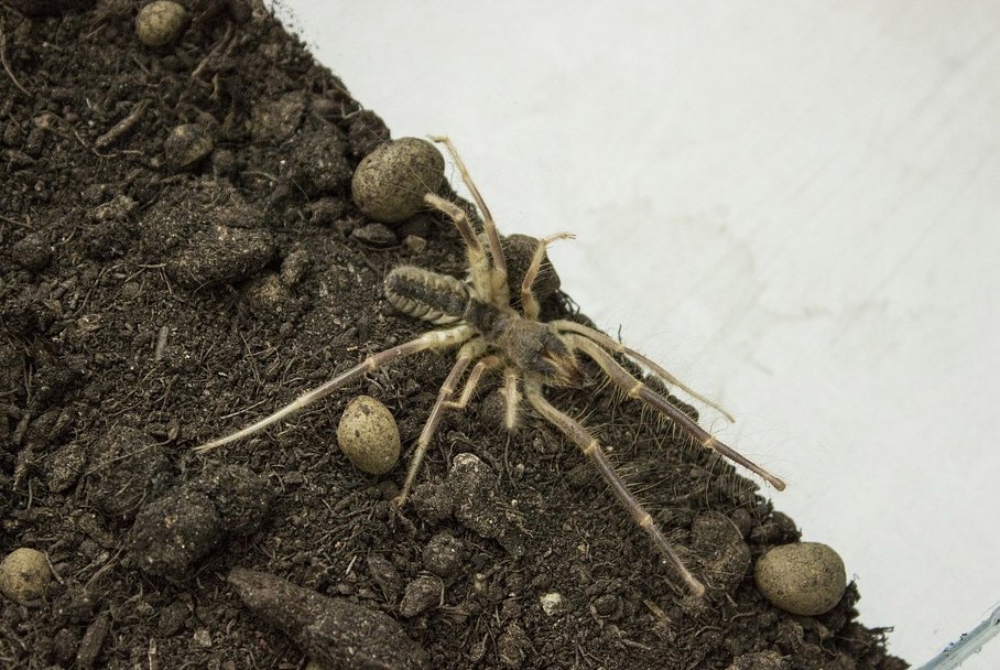 Camel Spider Facts - Interesting facts about Spiders