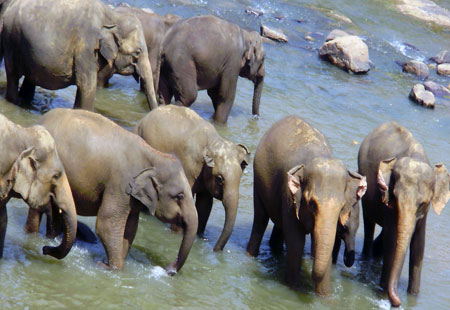 African Elephants Drink Water
