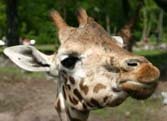Giraffe - Amazing animals