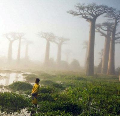 Amazing Madagascar