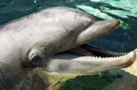 Smile of beautiful Dolphin