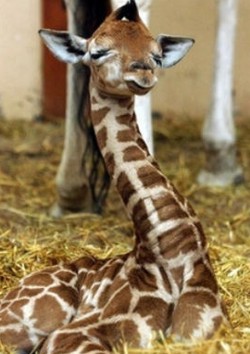 Interesting facts about baby giraffe