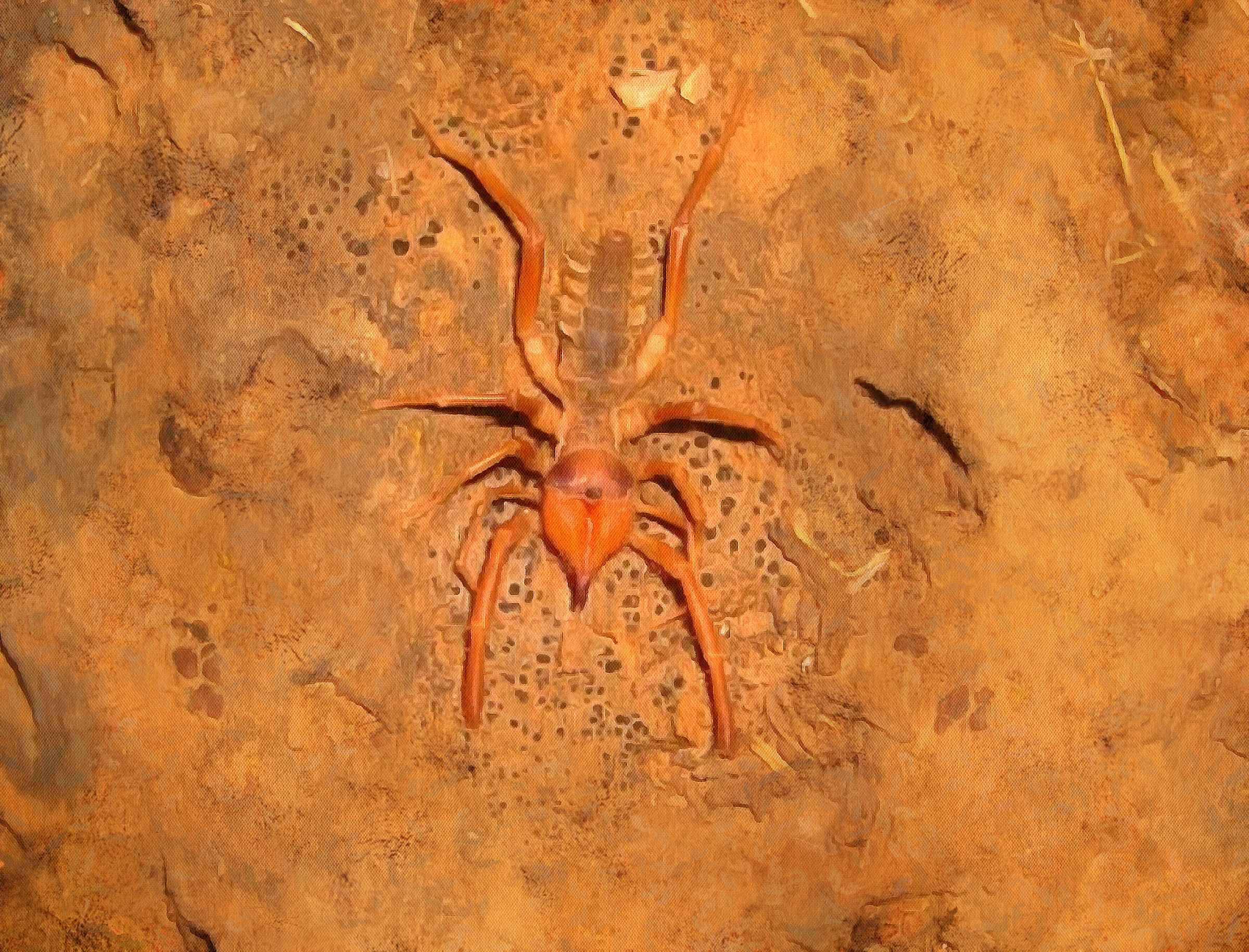 Camel Spider Facts - Interesting facts about Spiders