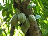 Cocao beans