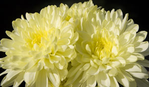 Edible Chrysantemums