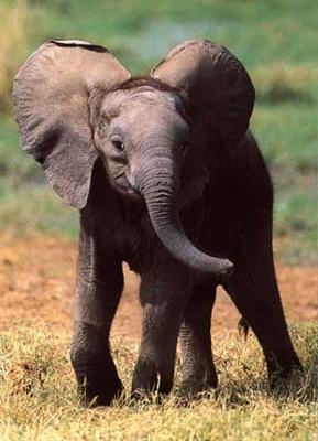 Interesting Facts about Elephants