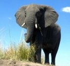 Strange Animal Facts - Elephant