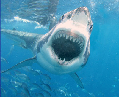Interesting facts about great white sharks