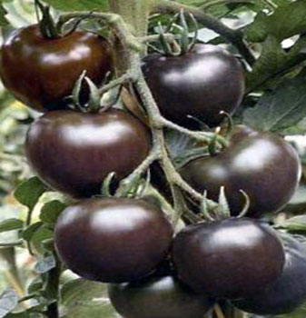Interesting facts about Black Tomatoes