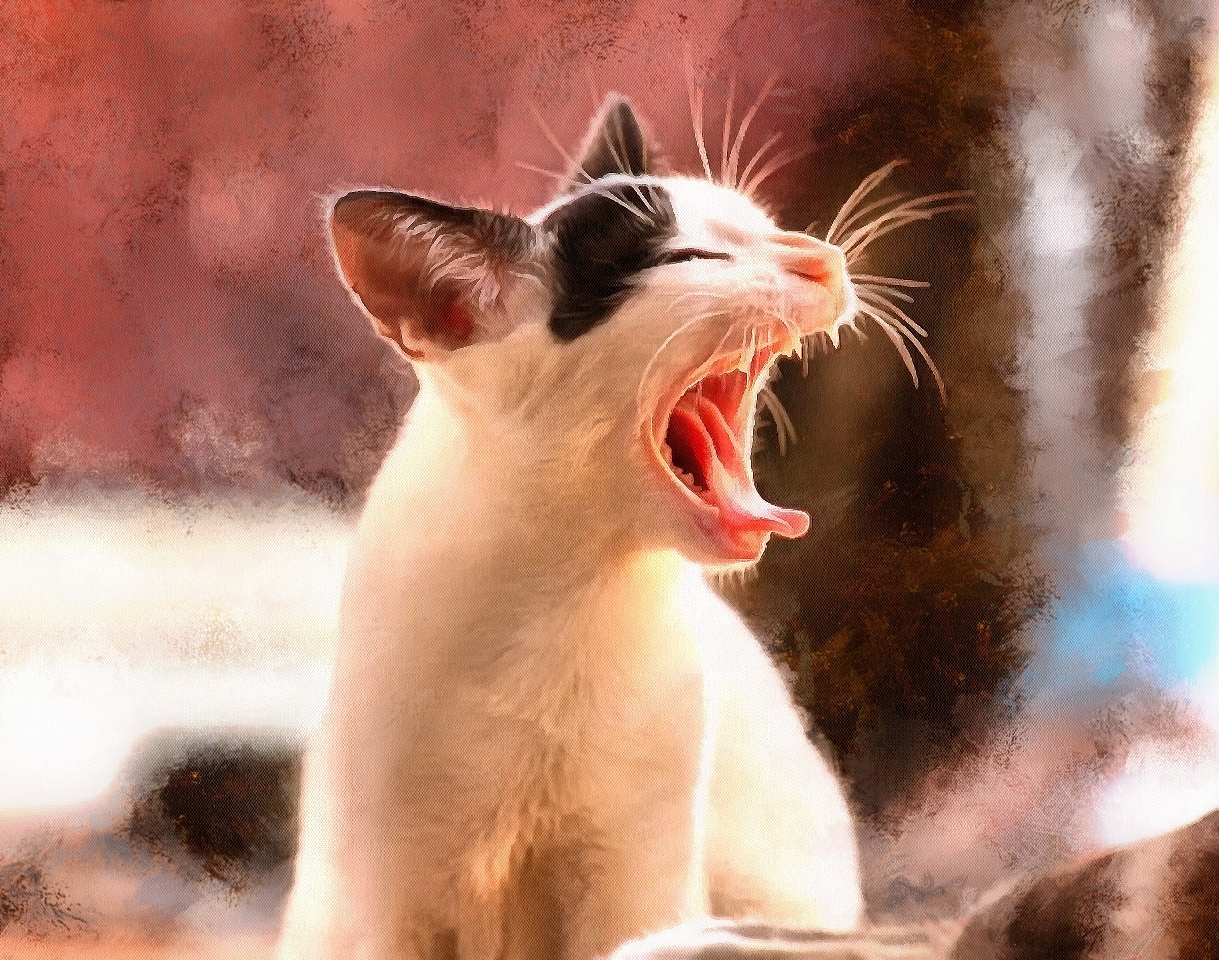 Interestnig facts about cats. Cats fun Facts