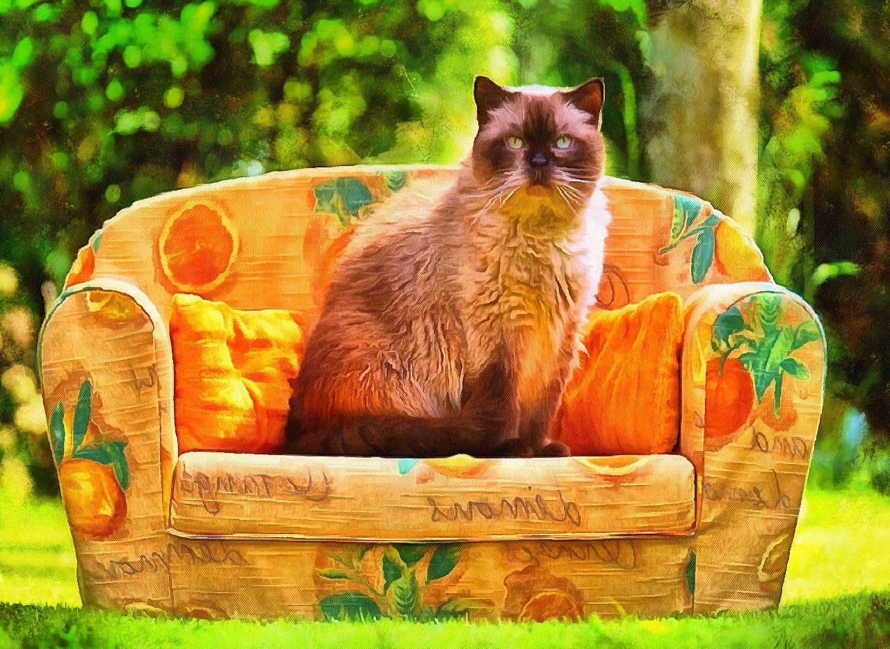 Interestnig facts about cats. Cats fun Facts