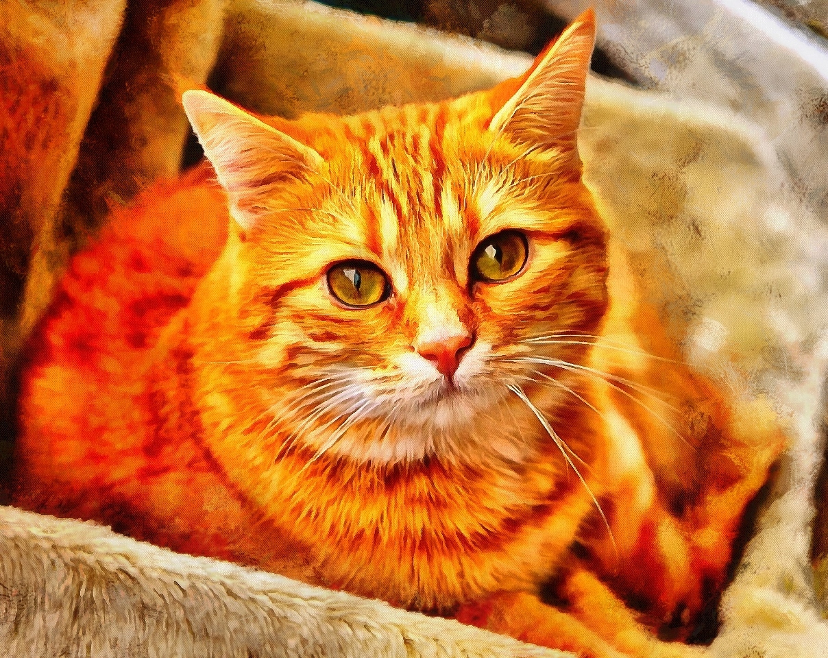 Interestnig facts about cats. Cats fun Facts