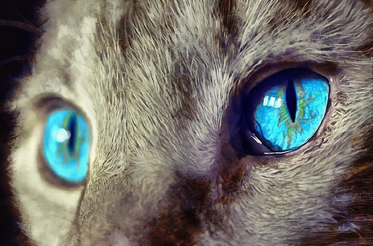 Interestnig facts about cats. Cats fun Facts