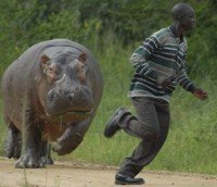Interesting facts about Hippos