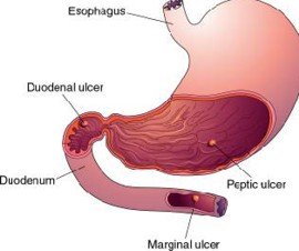 interesting facts about human stomach