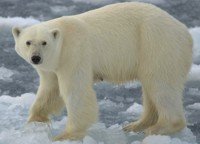 Interesting facts about Polar Bears