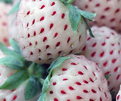 Strawberry  Pineberry 