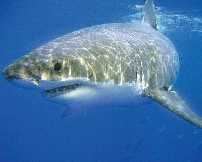 Interesting facts about white sharks