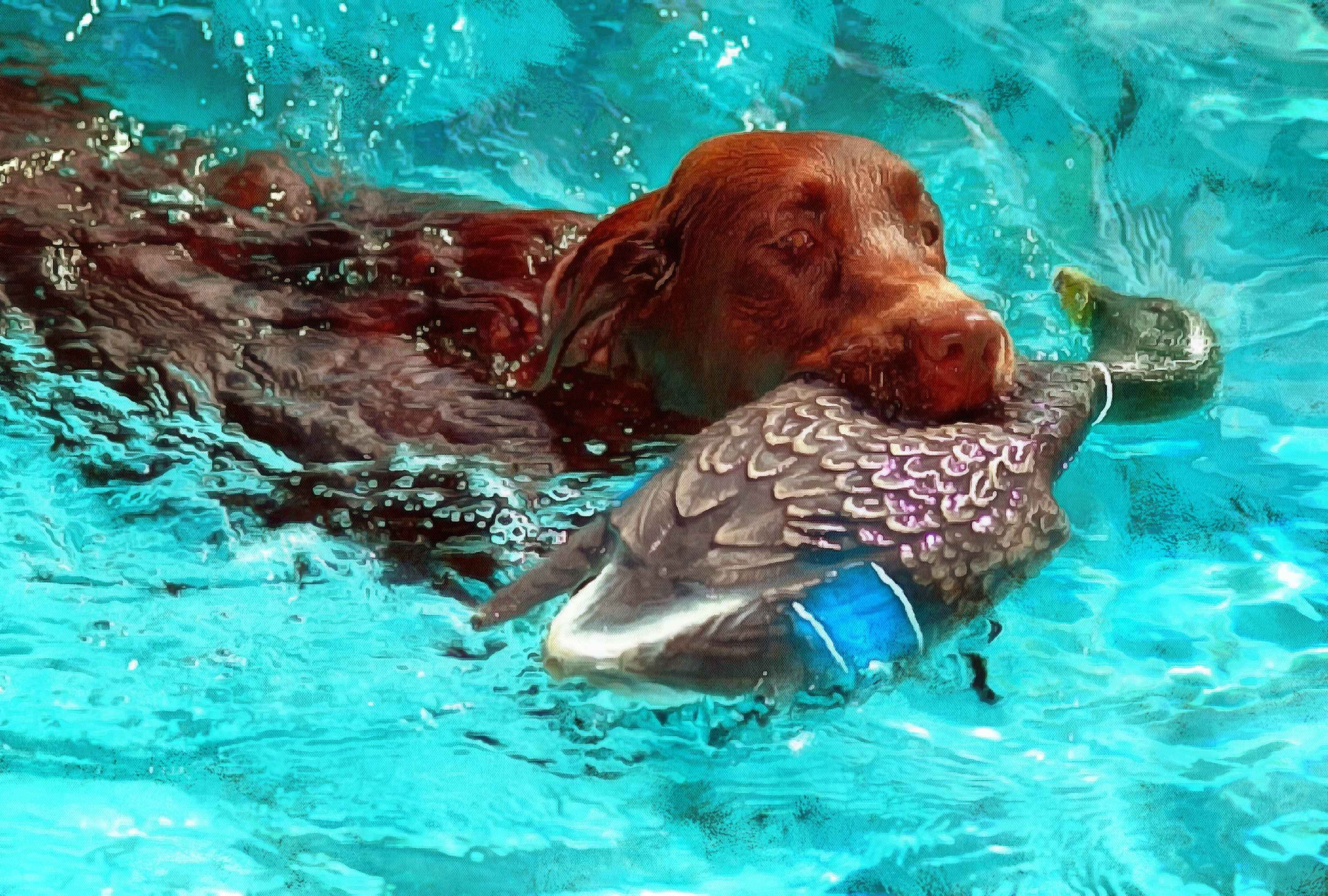 Labrador Retriever Facts