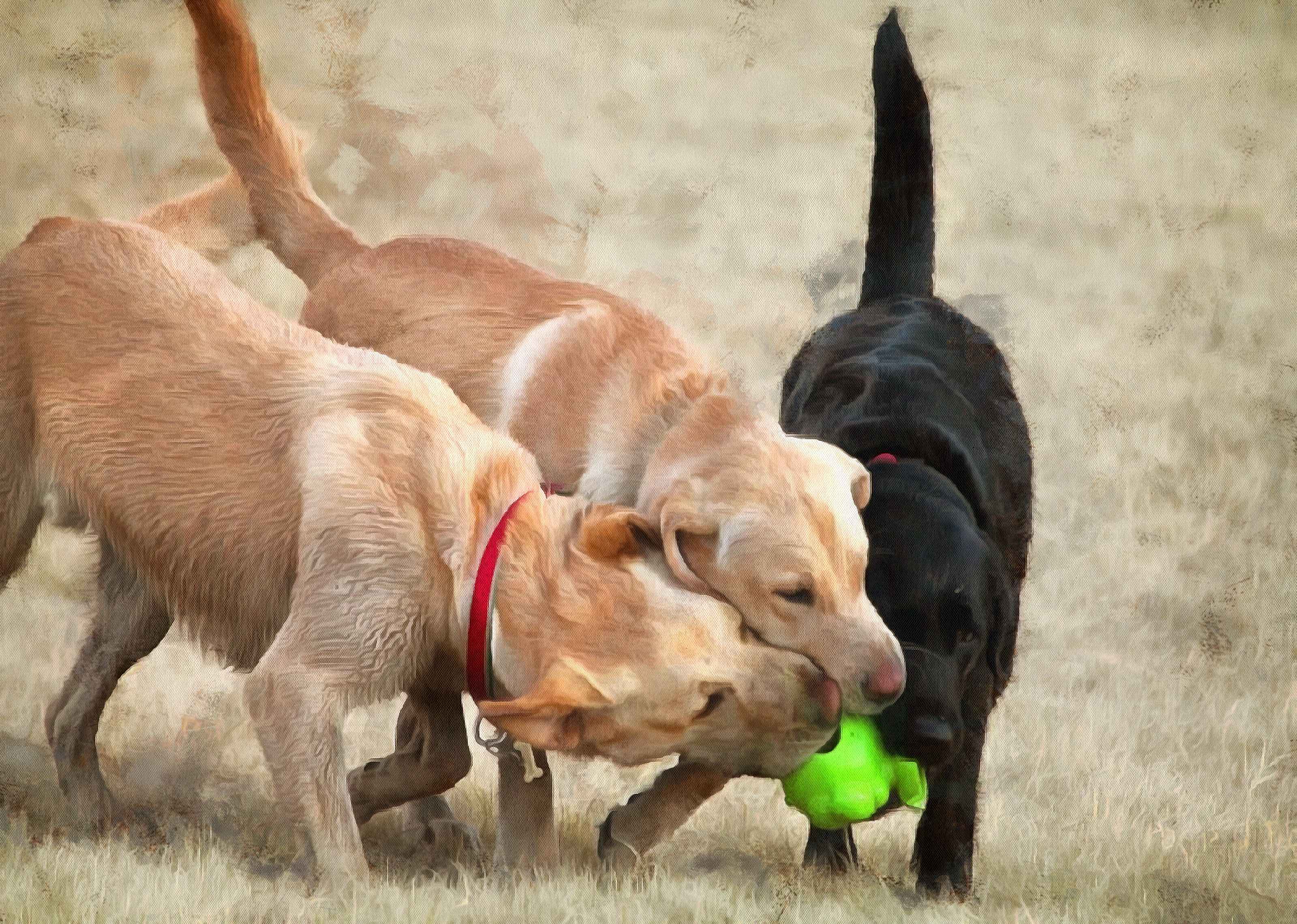 Labrador Retriever Facts