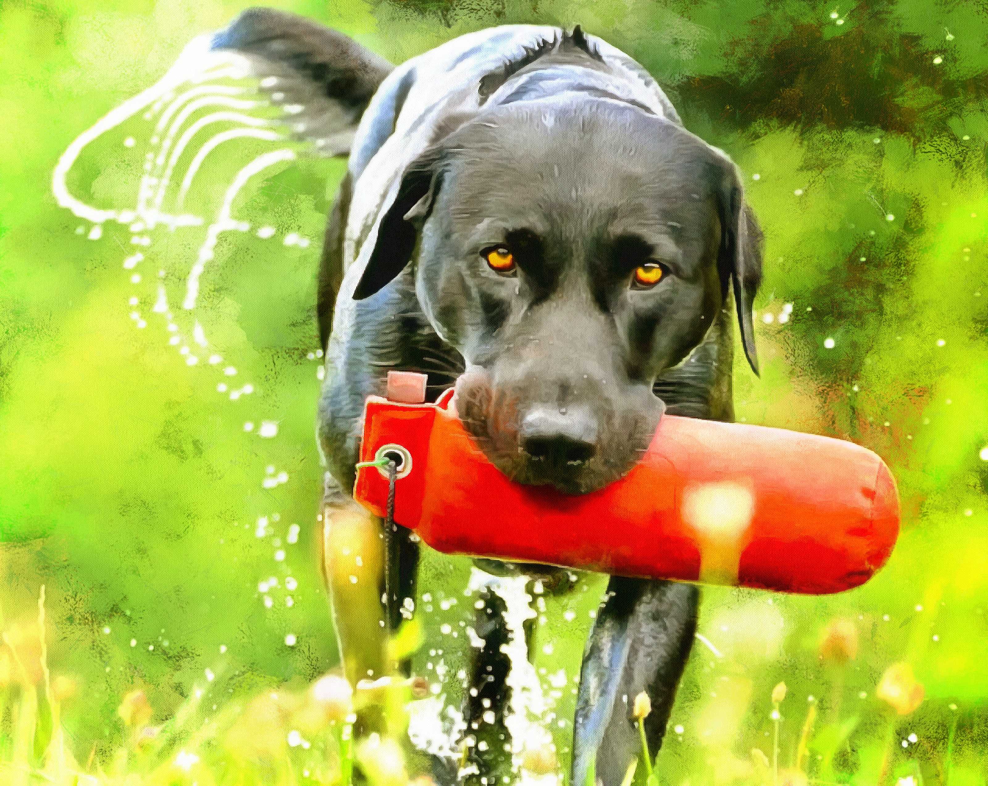 Labrador Retriever Facts