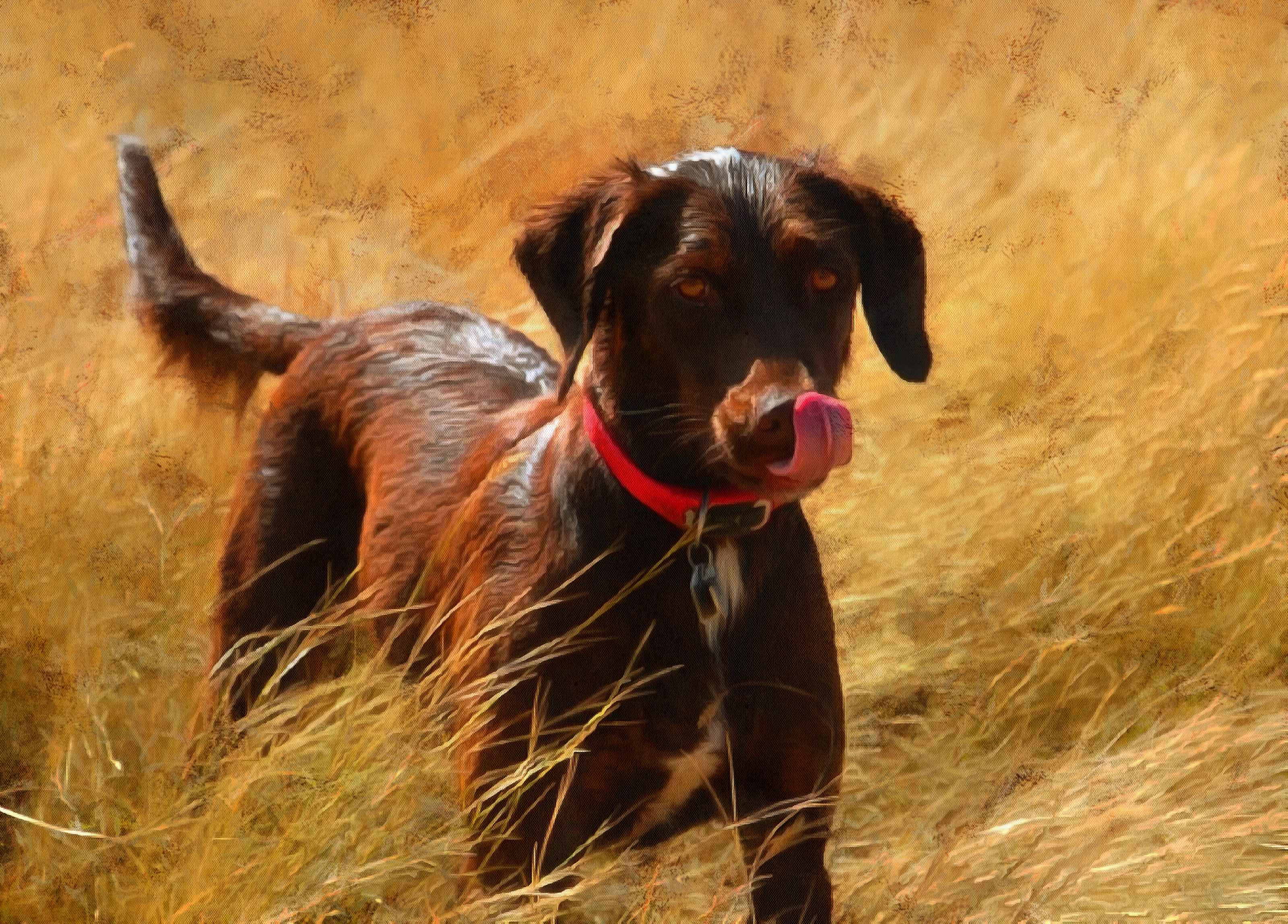 Labrador Retriever Facts