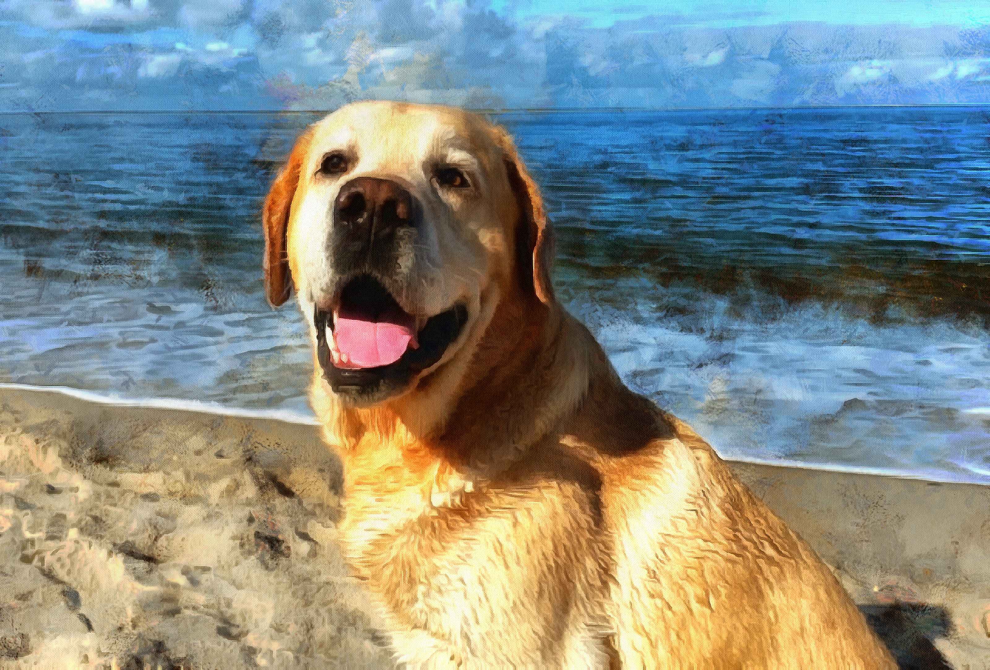 Labrador Retriever Facts