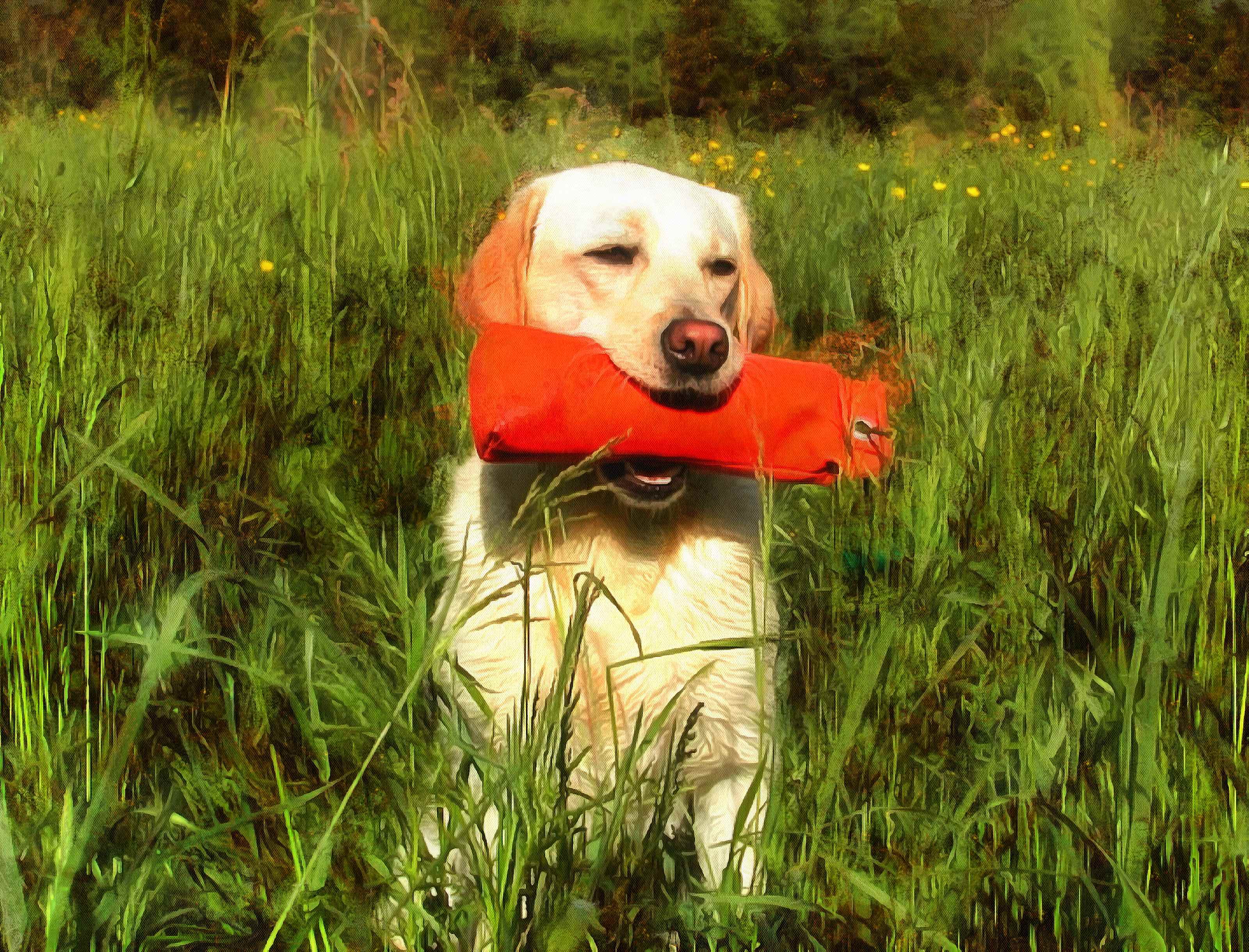 Labrador Retriever Facts