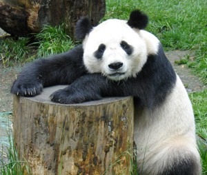 Interesting facts about Pandas